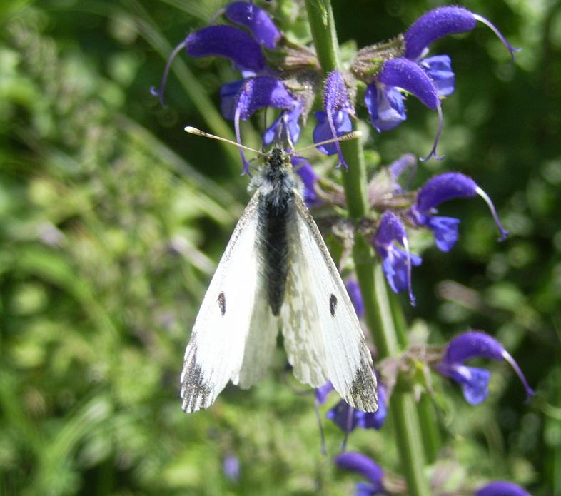 Anthocaris cardamines?